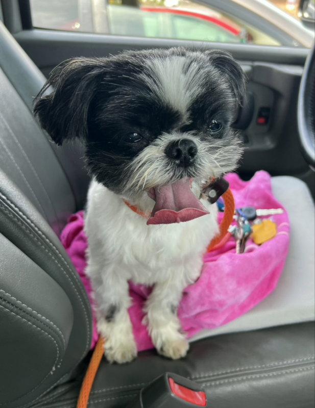 Sofie *Adoption Pending*, Adopted, Young Female Shih Tzu.