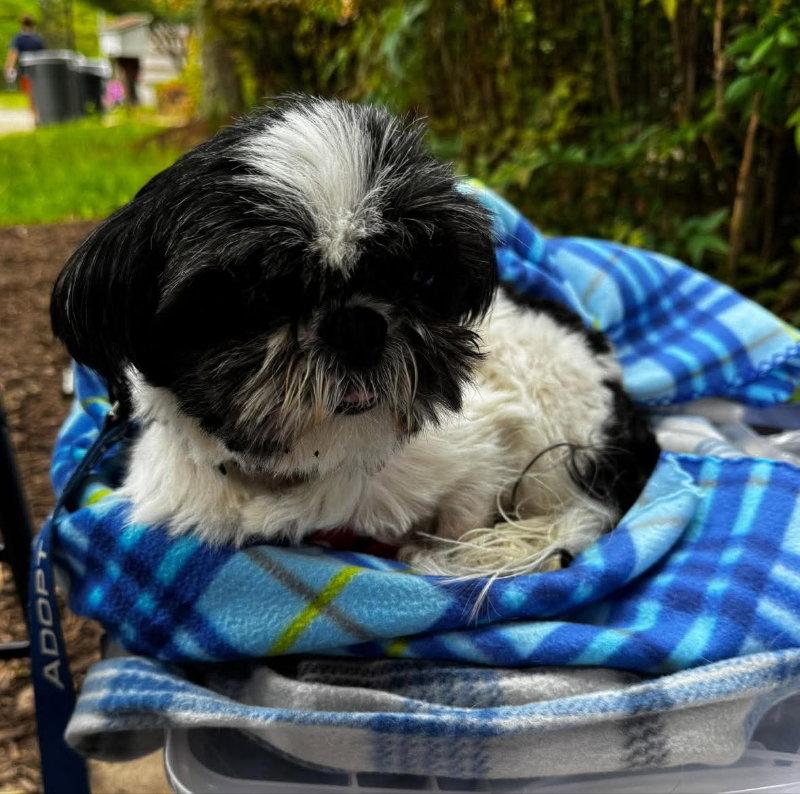 Enlarge Sofie *Adoption Pending*, a Adopted Shih Tzu in Fairfax, VA image 2/2