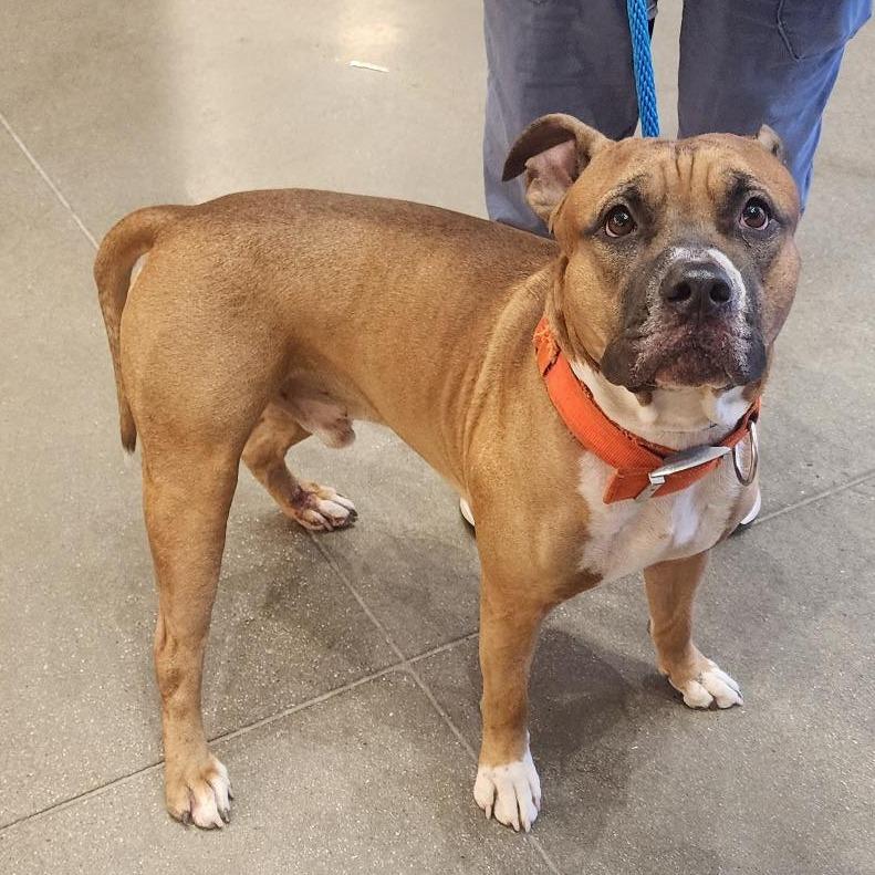 Anubis, a Adoptable Bull Terrier in Eastford, CT image 1/2