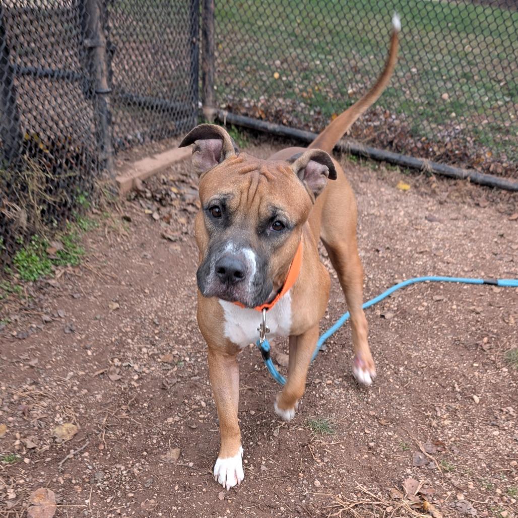 Anubis, a Adoptable Bull Terrier in Eastford, CT image 2/2