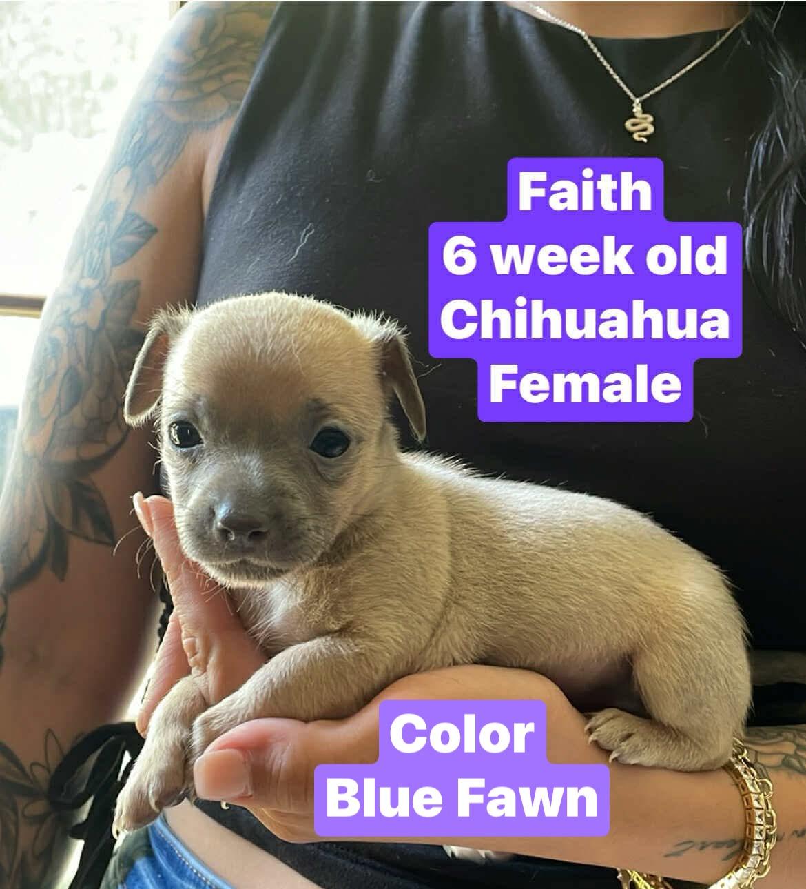 Faith, Baby Female Chihuahua