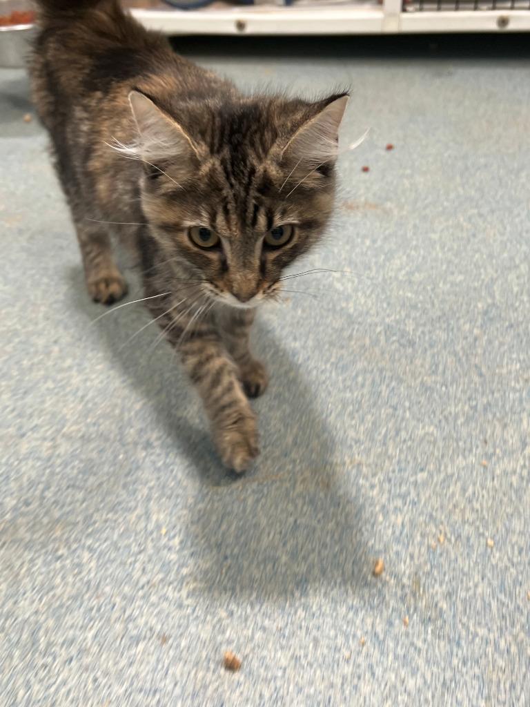 Enlarge Taissa, an adopted Domestic Medium Hair in Berryville, VA image 1/1