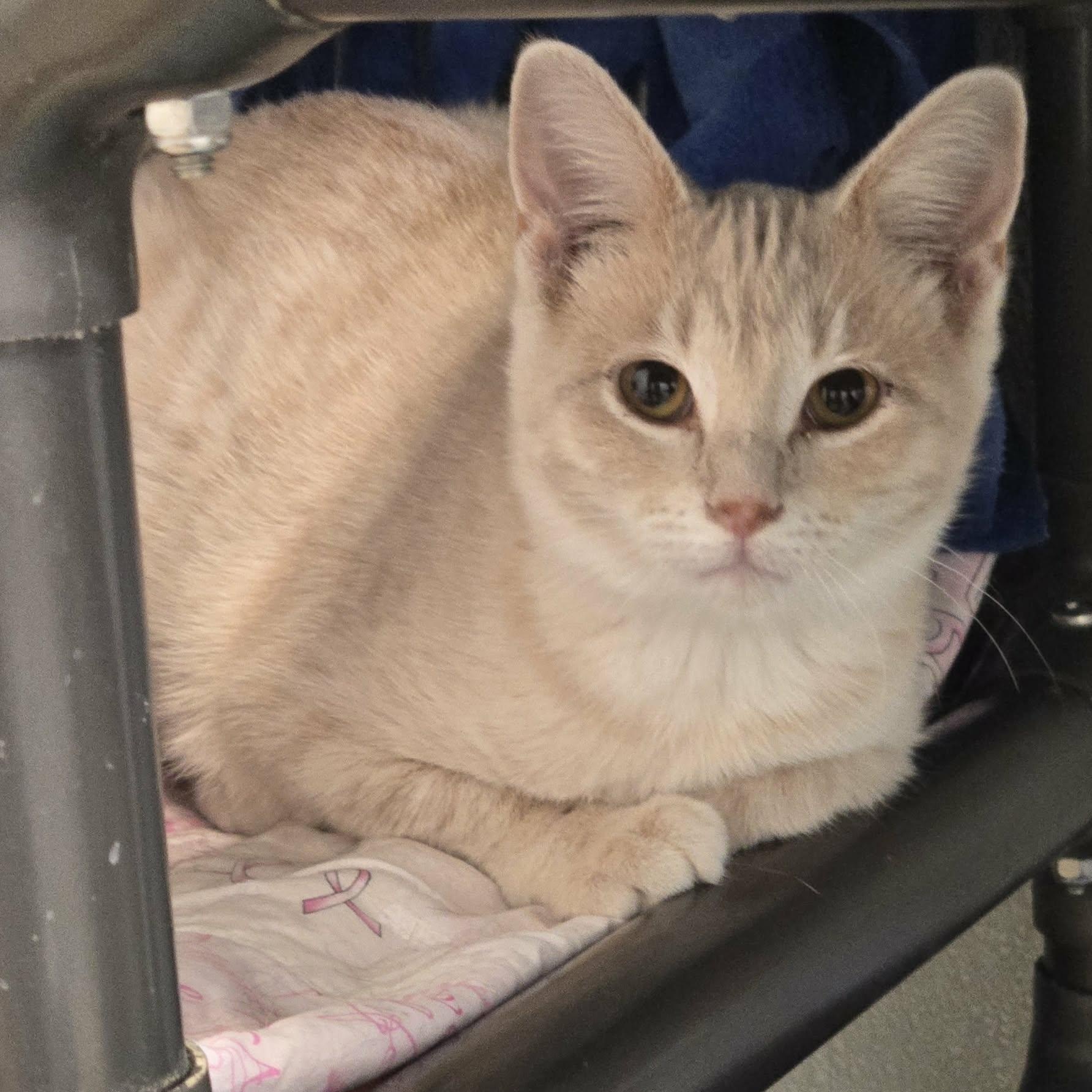 Enlarge Yam, a Adoptable Domestic Short Hair in Watertown, WI image 1/2