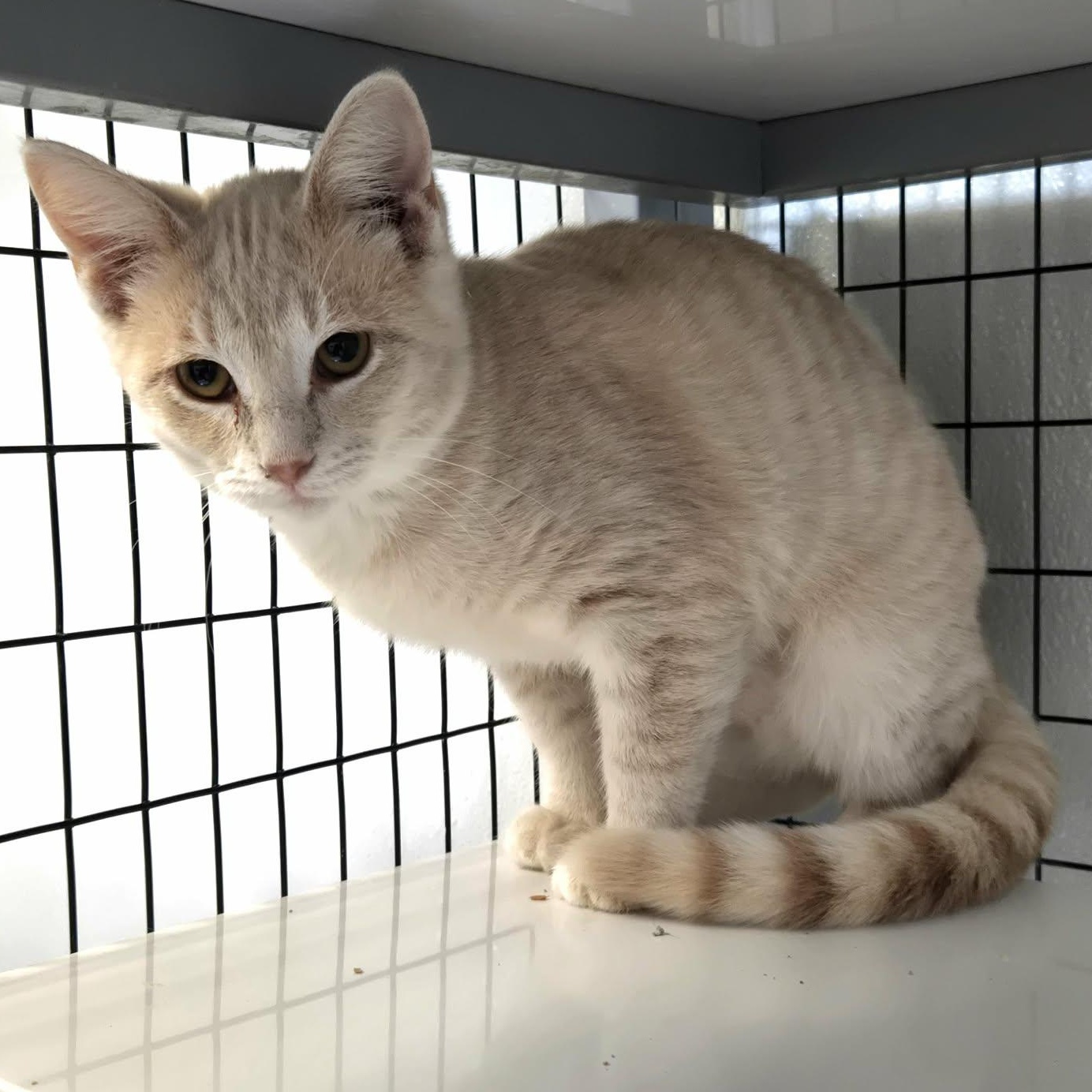 Enlarge Yam, a Adoptable Domestic Short Hair in Watertown, WI image 2/2