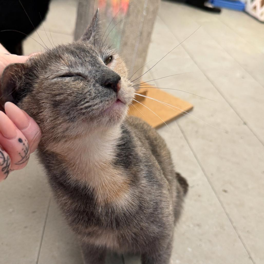 Enlarge Sparrow, a Adoptable Domestic Short Hair in Hopewell, VA image 1/3