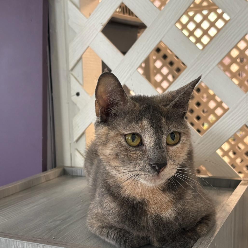 Enlarge Sparrow, a Adoptable Domestic Short Hair in Hopewell, VA image 2/3