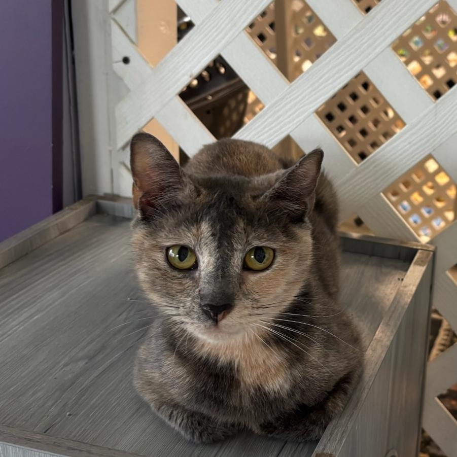 Enlarge Sparrow, a Adoptable Domestic Short Hair in Hopewell, VA image 3/3