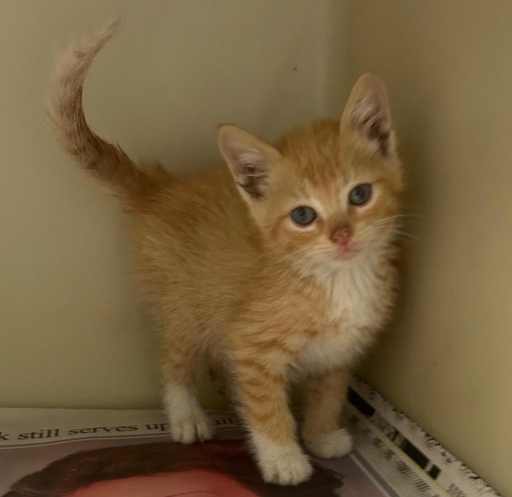 Enlarge Kenny, a Adoptable mixed breed in Greenwood, MS image 2/2