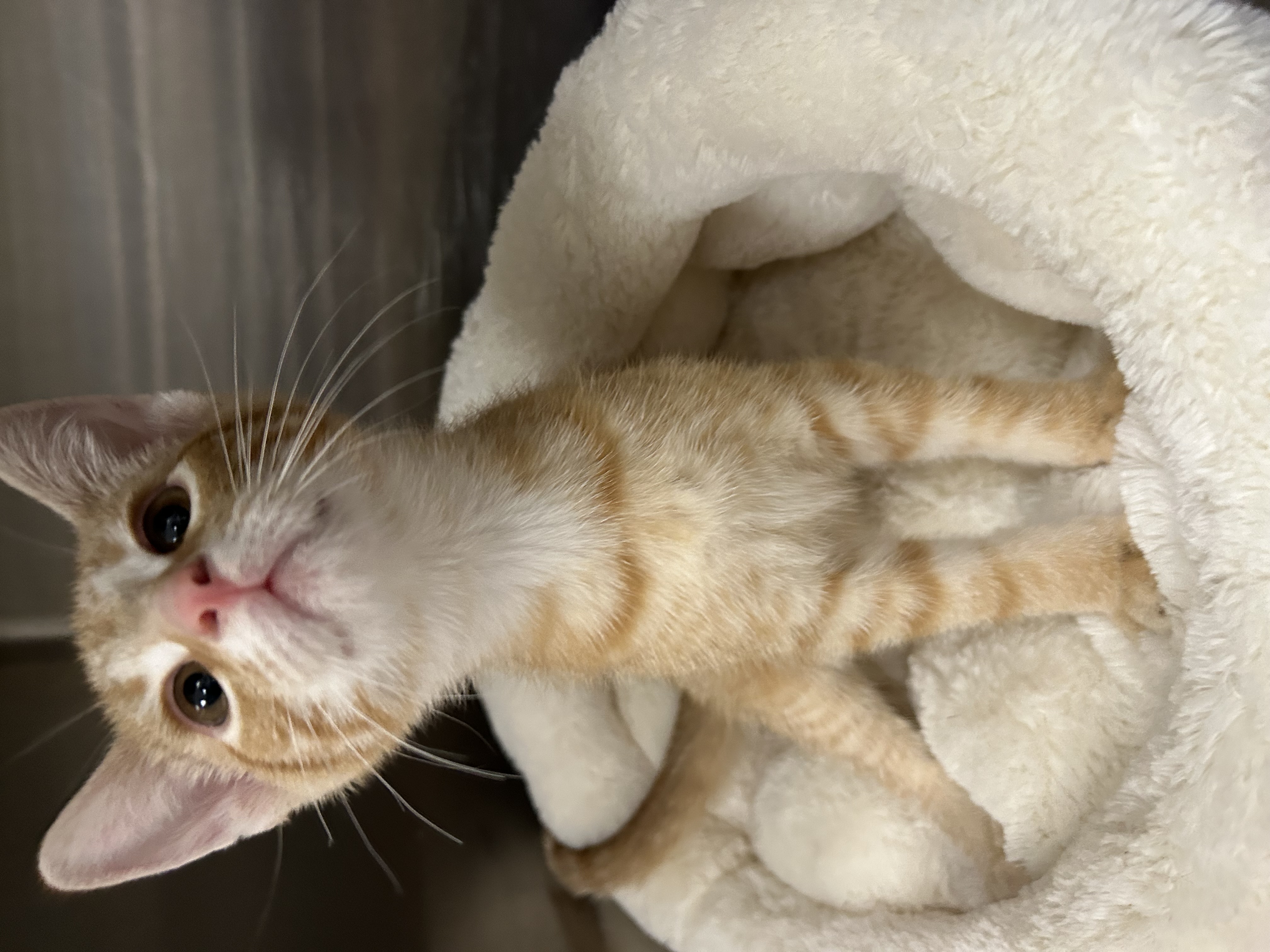 Cat for adoption Spice, a Domestic Short Hair in La Grange Park, IL