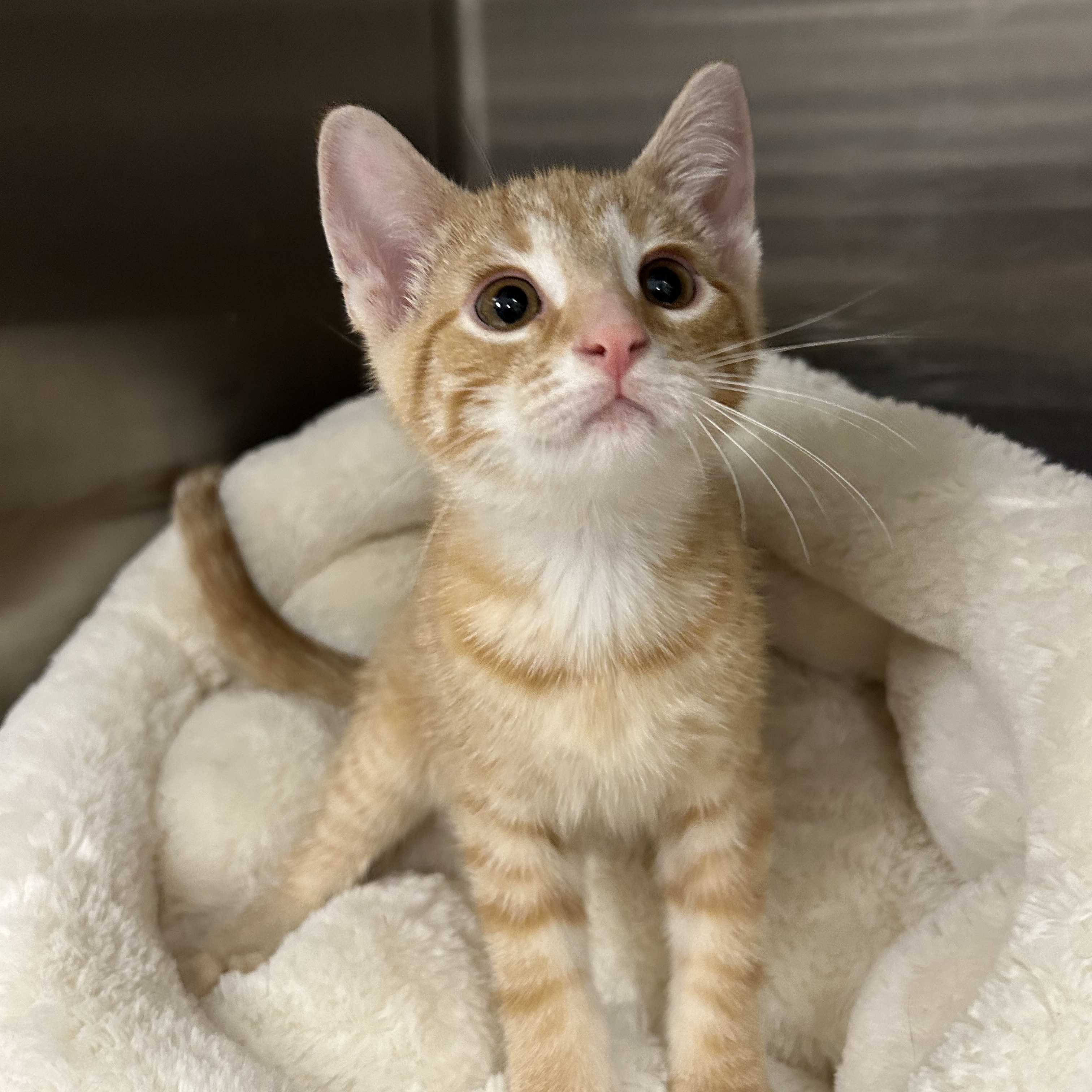 Cat for adoption Spice, a Domestic Short Hair in La Grange Park, IL