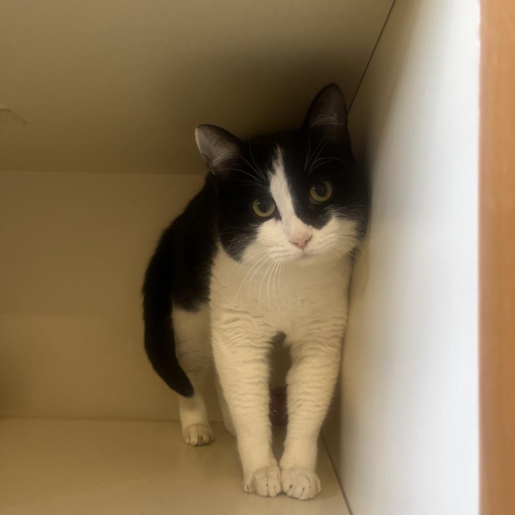 Panda, Adoptable, Adult Male Domestic Short Hair.
