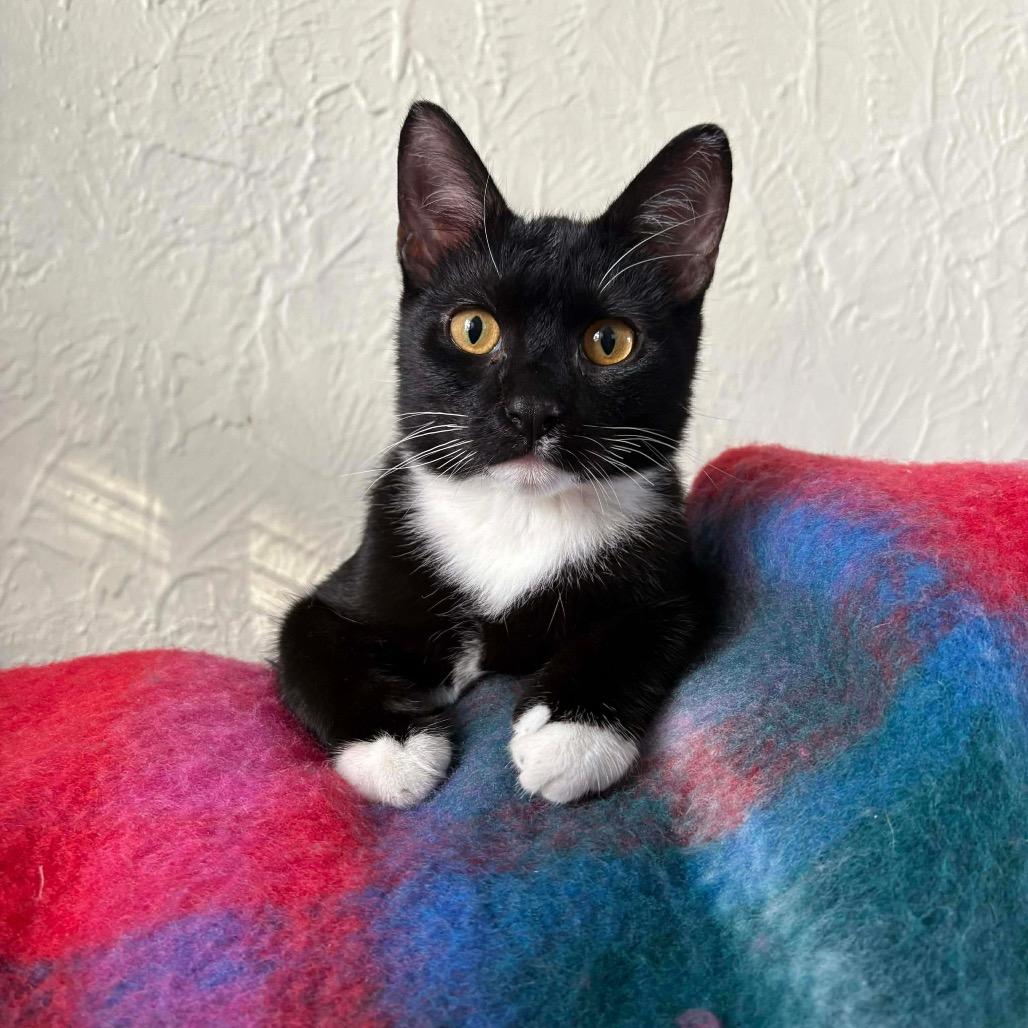 Enlarge Benny, a Adoptable Domestic Short Hair in Tampa, FL image 1/2