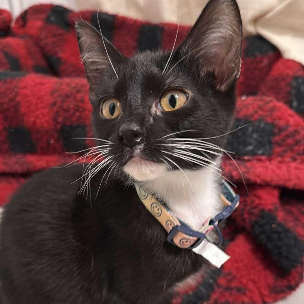 Benny, Adoptable, Young Male Domestic Short Hair.