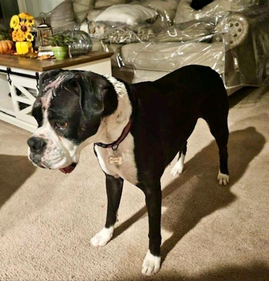 Enlarge Mandy(boxer), an adopted Boxer in Torrington, CT image 1/6