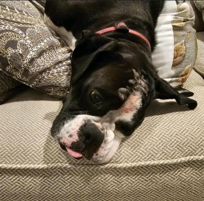 Enlarge Mandy(boxer), an adopted Boxer in Torrington, CT image 2/6