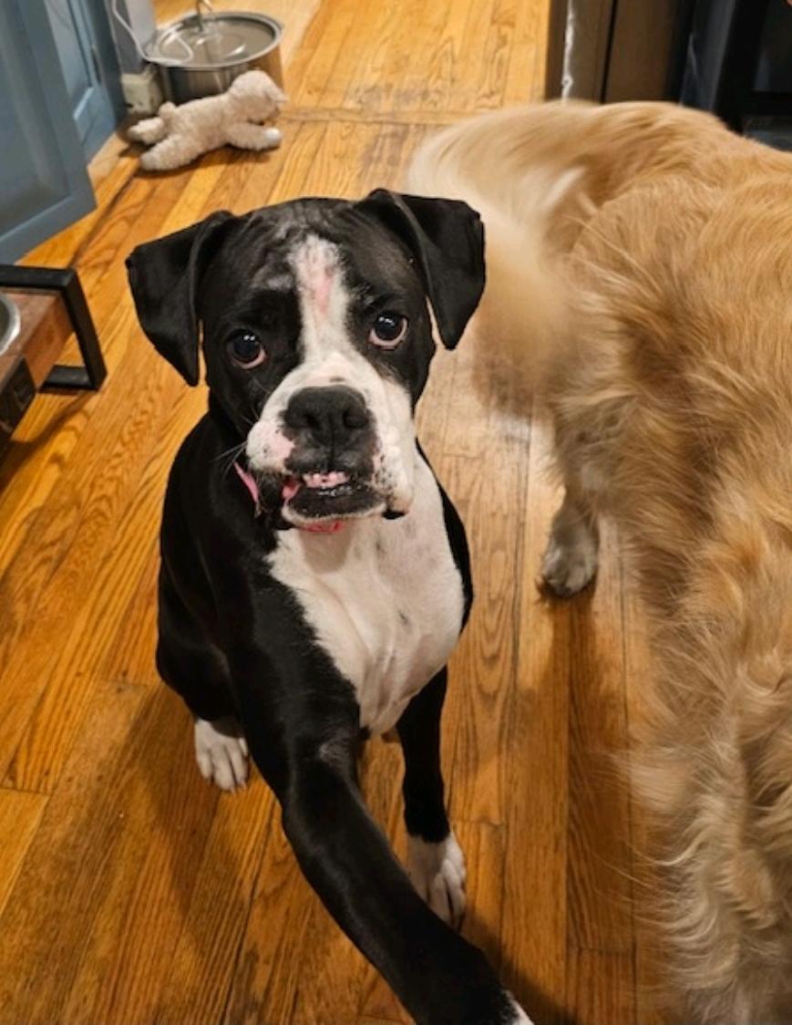 Enlarge Mandy(boxer), an adopted Boxer in Torrington, CT image 3/6