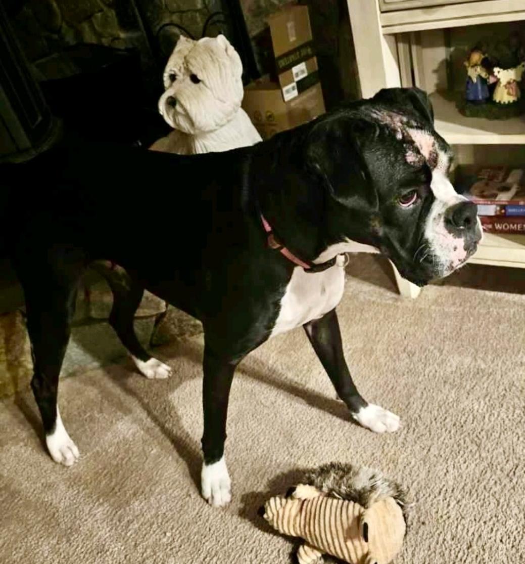 Enlarge Mandy(boxer), an adopted Boxer in Torrington, CT image 4/6