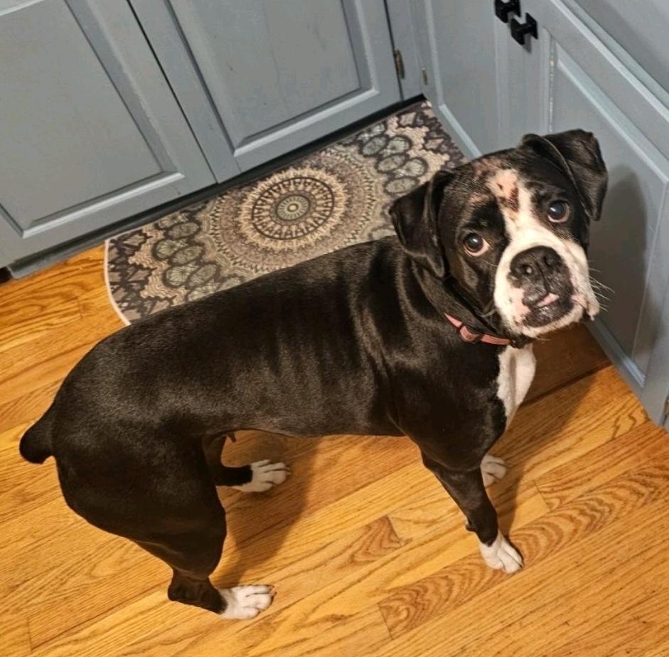 Enlarge Mandy(boxer), an adopted Boxer in Torrington, CT image 5/6