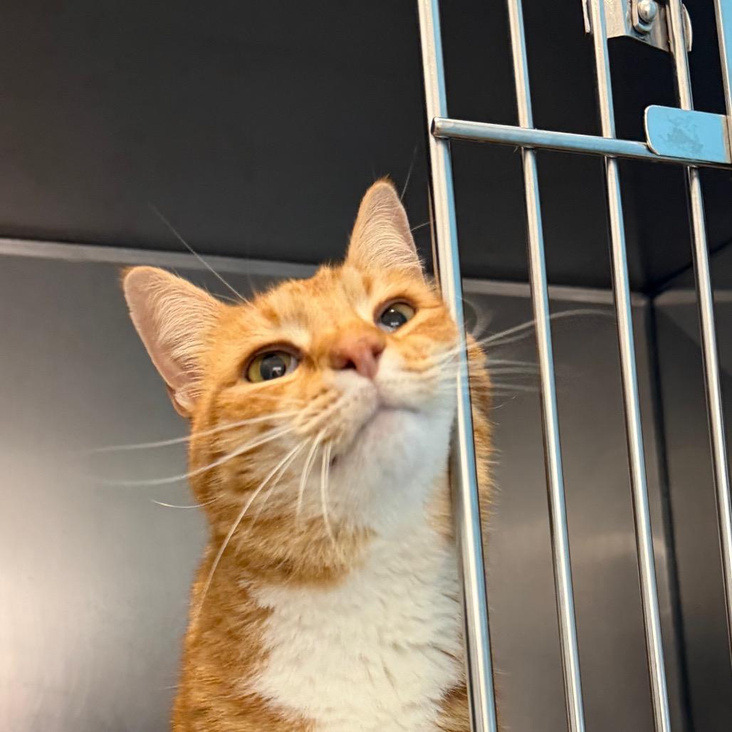 Clyde, Adoptable, Senior Male Domestic Short Hair.