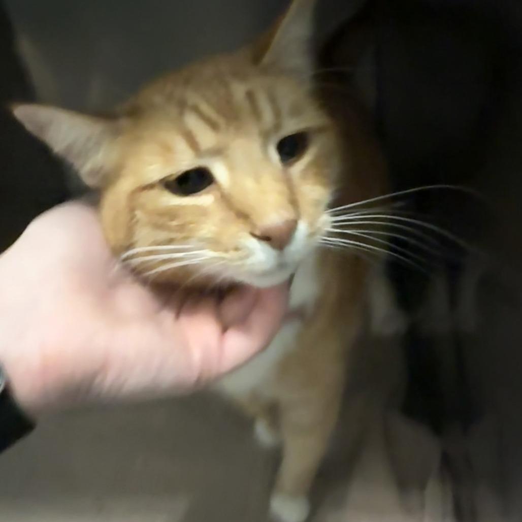 Enlarge Clyde, a Adoptable Domestic Short Hair in Troy, VA image 2/5