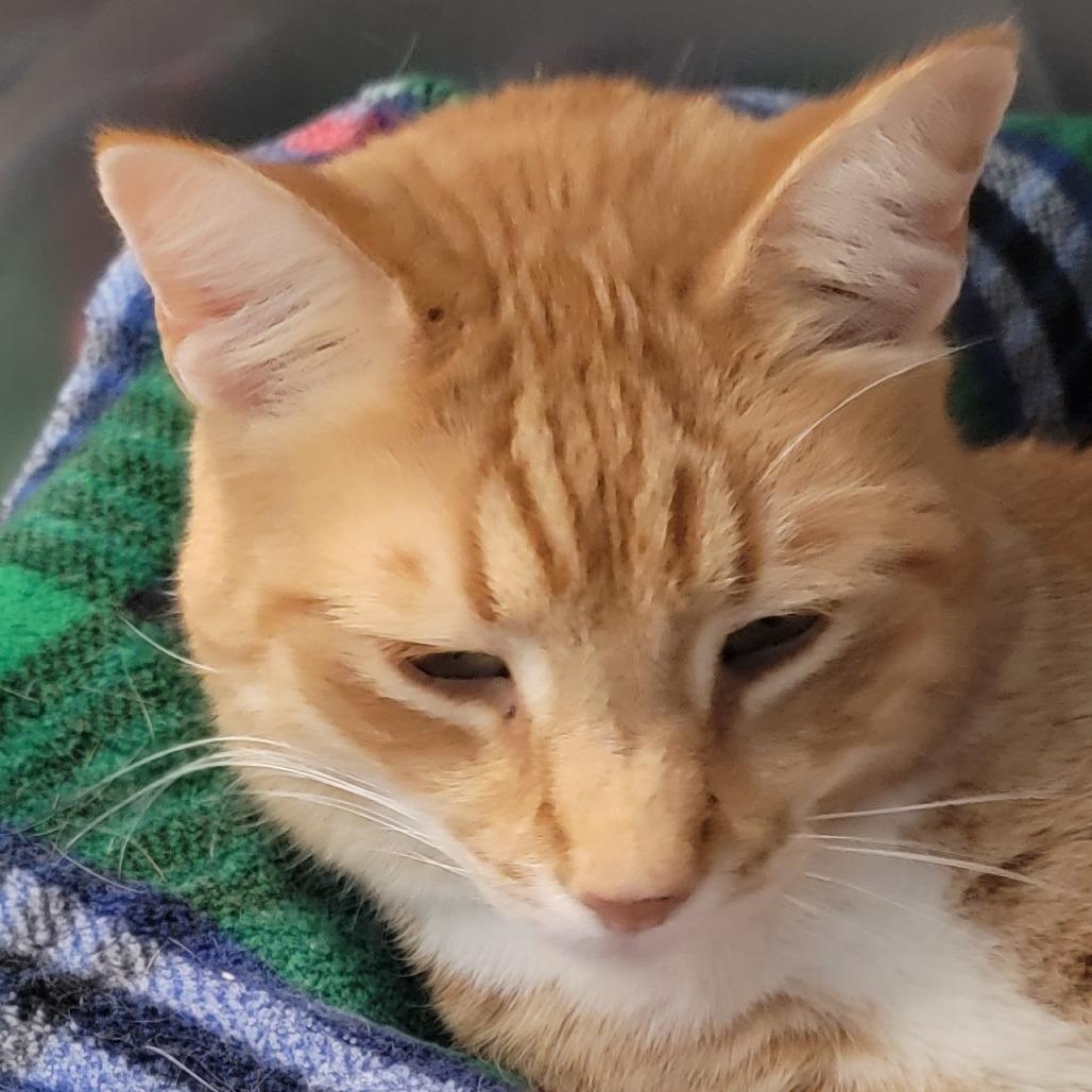 Enlarge Clyde, a Adoptable Domestic Short Hair in Troy, VA image 3/5