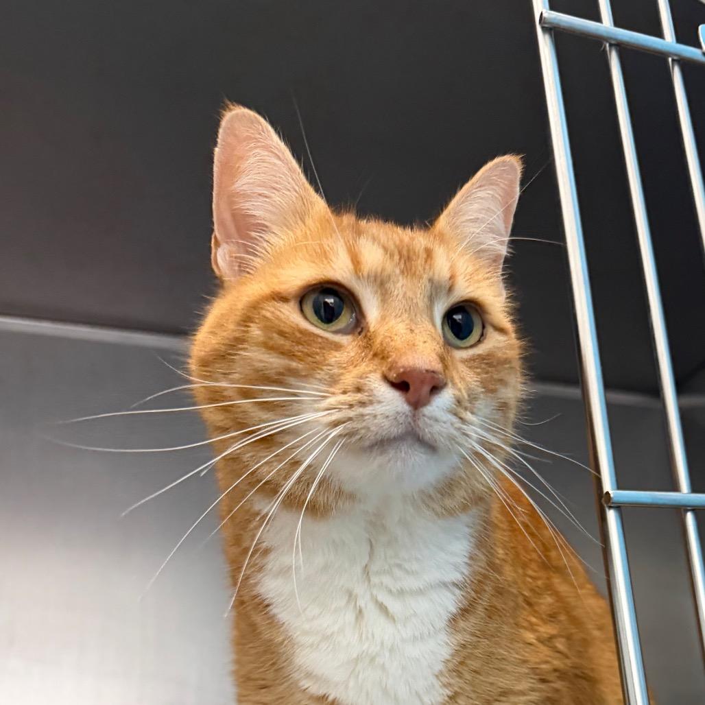 Enlarge Clyde, a Adoptable Domestic Short Hair in Troy, VA image 4/5