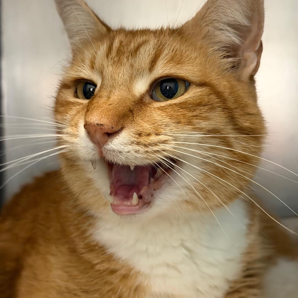 Enlarge Clyde, a Adoptable Domestic Short Hair in Troy, VA image 5/5