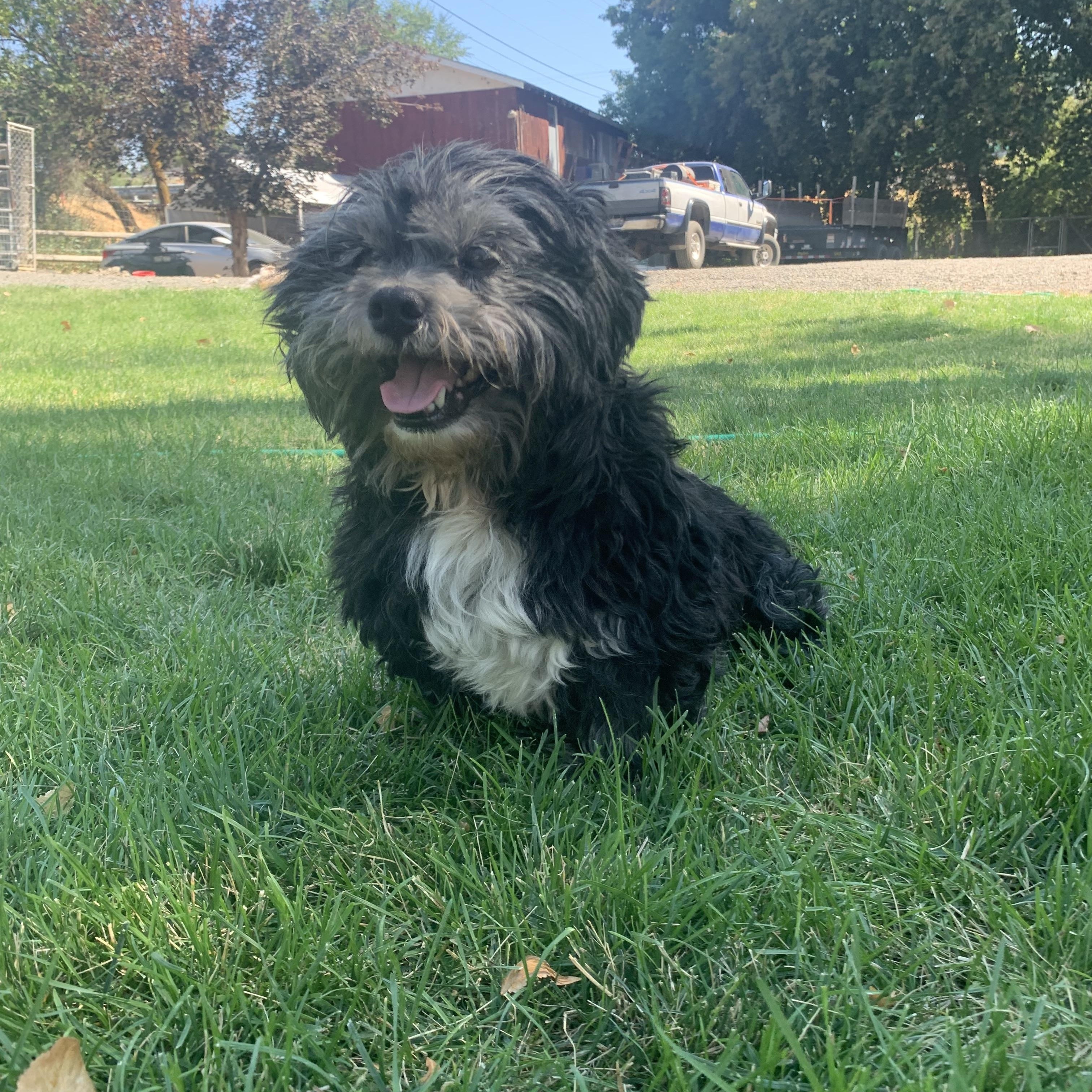 Enlarge Benny, an adopted mixed breed in Wasco, OR image 6/6