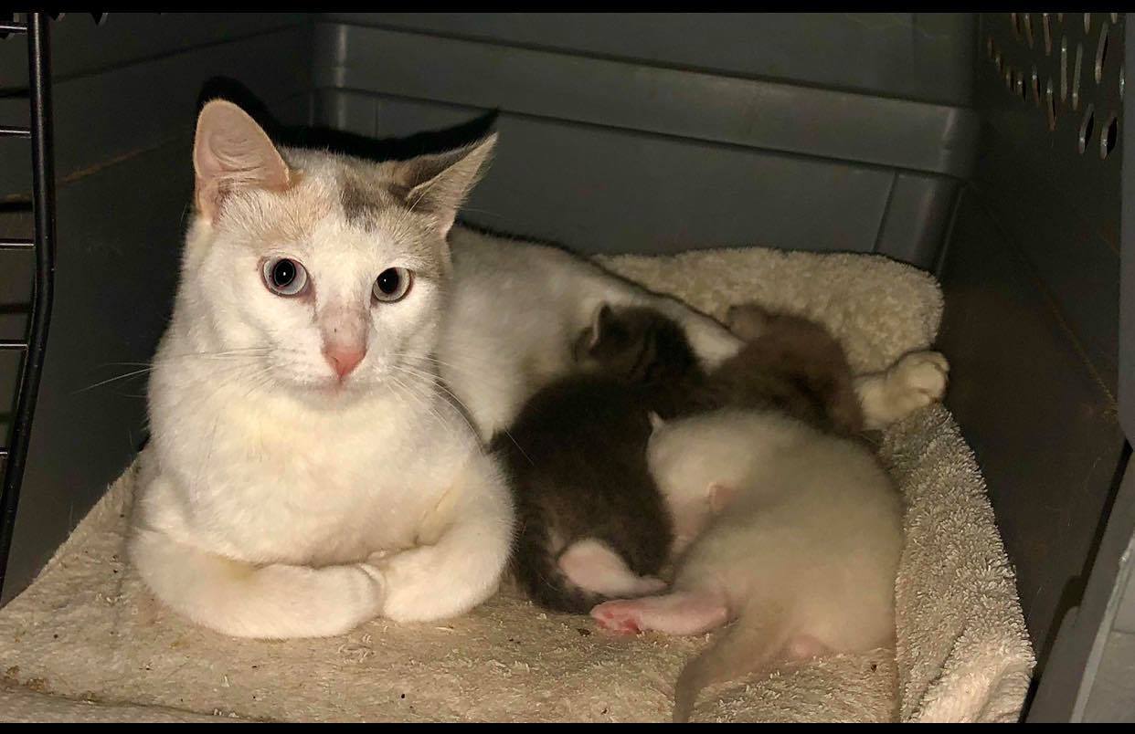 Bestla, Adoptable, Adult Female Calico & Domestic Short Hair.