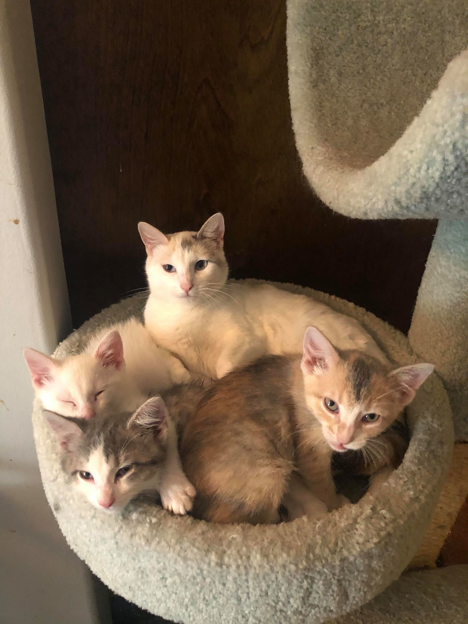 Bestla, a Adoptable mixed breed in Omaha, NE image 3/4