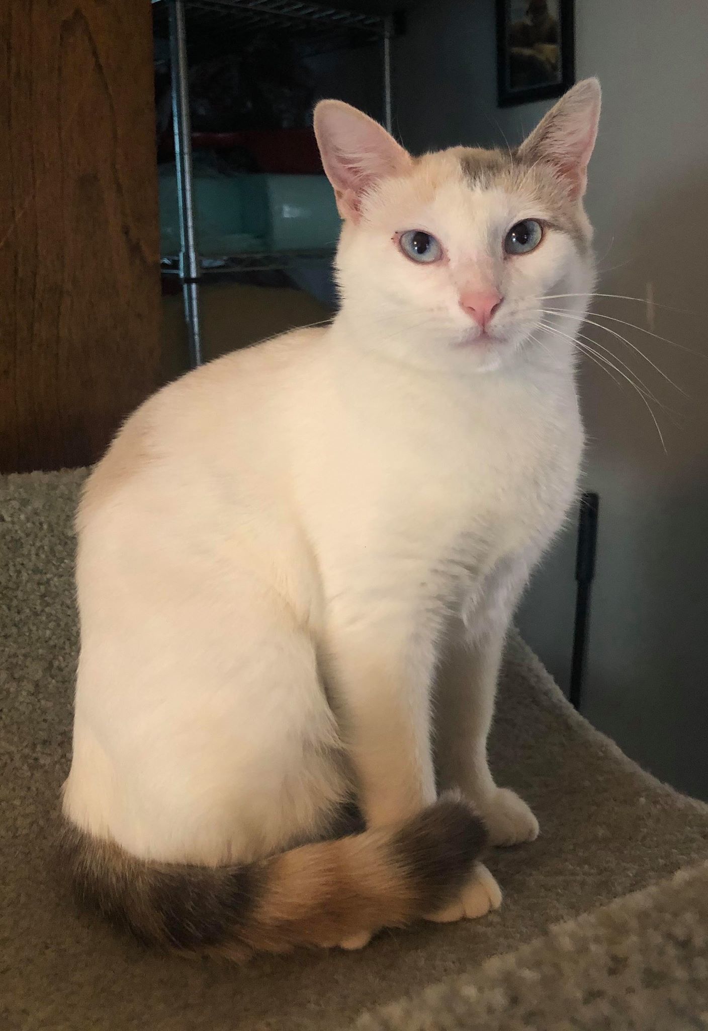 Bestla, a Adoptable mixed breed in Omaha, NE image 4/4