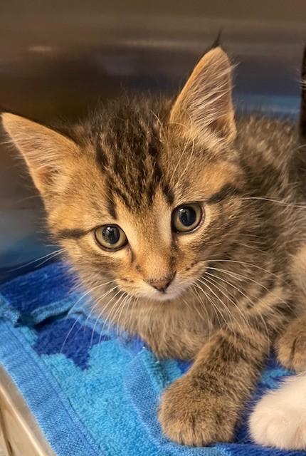 Tumbleweed, an adoptable Domestic Short Hair in Prudenville, MI_image-1
