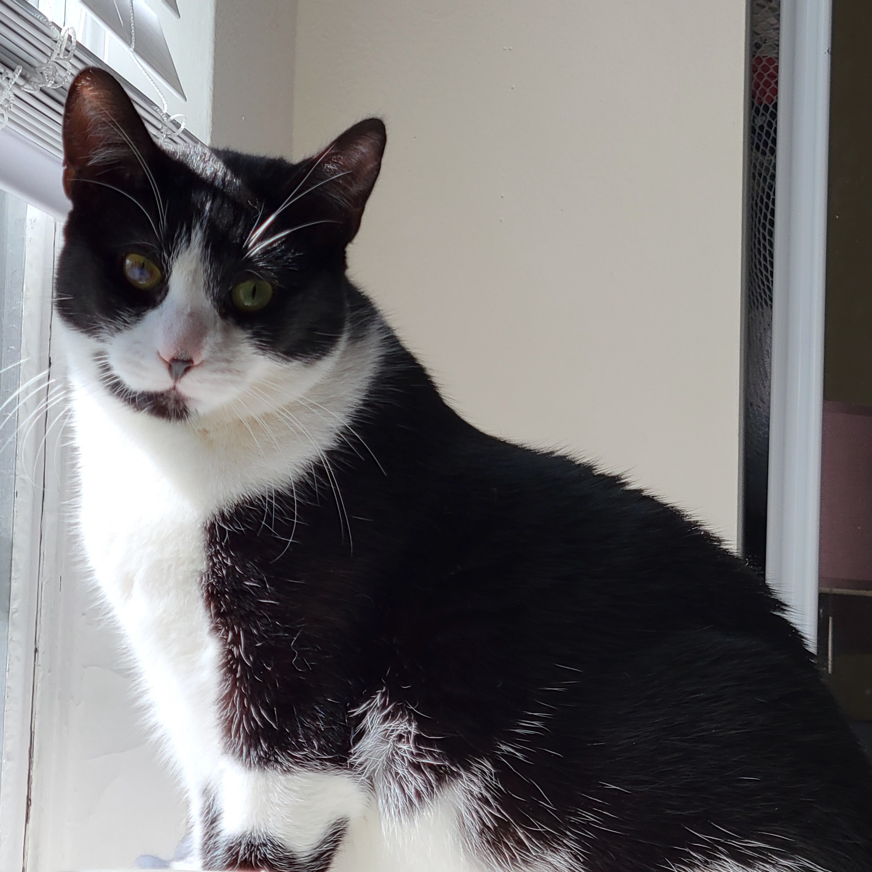 Poppy, a Adoptable Domestic Short Hair in Kew Gardens, NY image 1/8