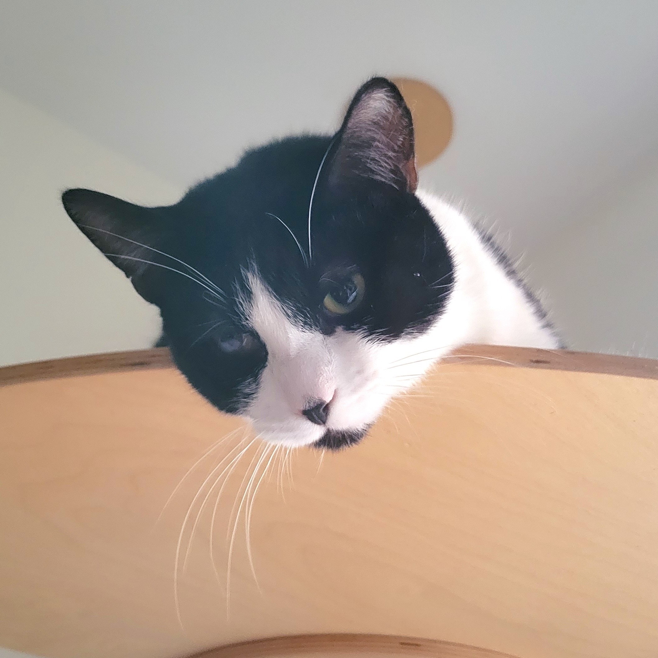 Poppy, a Adoptable Domestic Short Hair in Kew Gardens, NY image 2/8