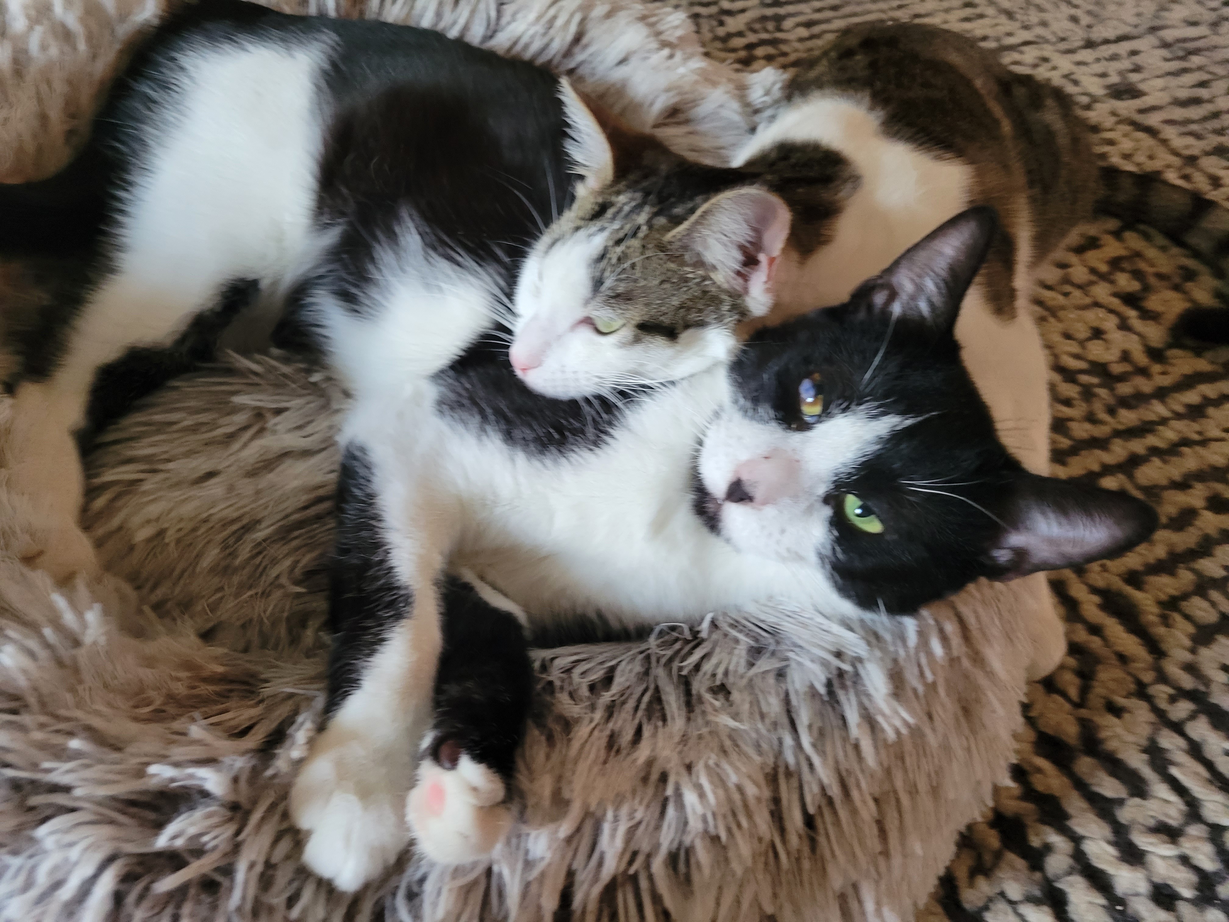 Poppy, a Adoptable Domestic Short Hair in Kew Gardens, NY image 3/8