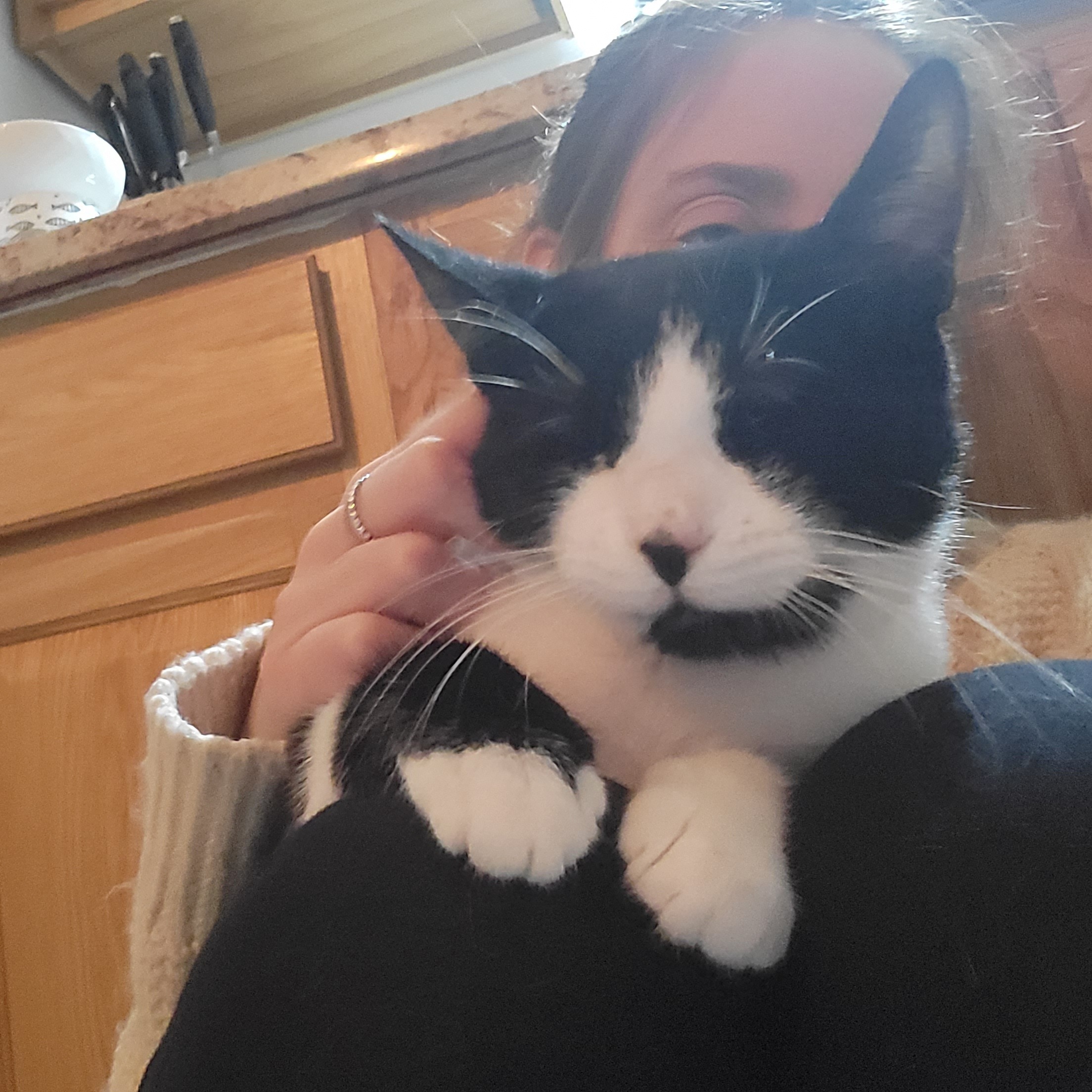 Poppy, a Adoptable Domestic Short Hair in Kew Gardens, NY image 4/8