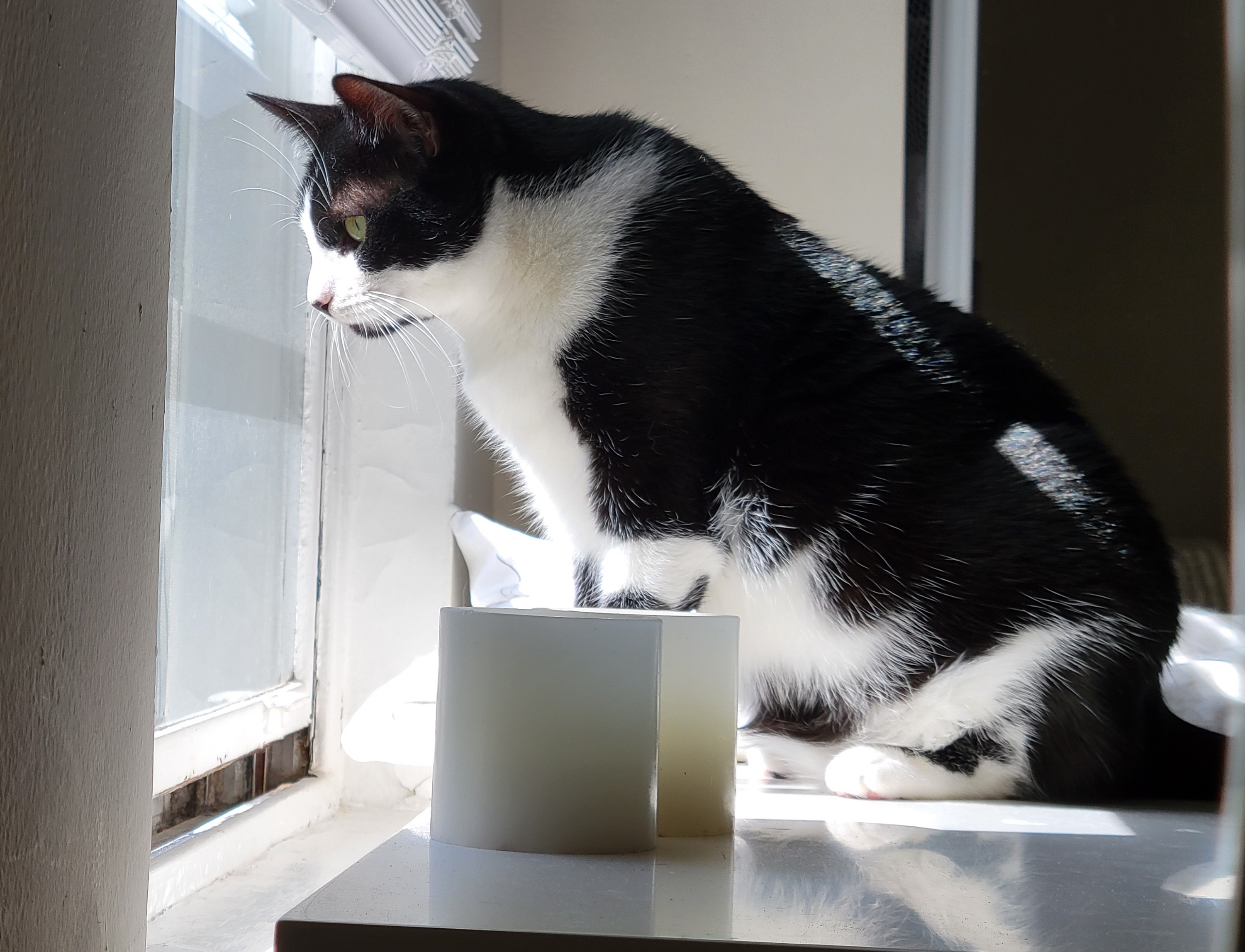 Poppy, a Adoptable Domestic Short Hair in Kew Gardens, NY image 5/8