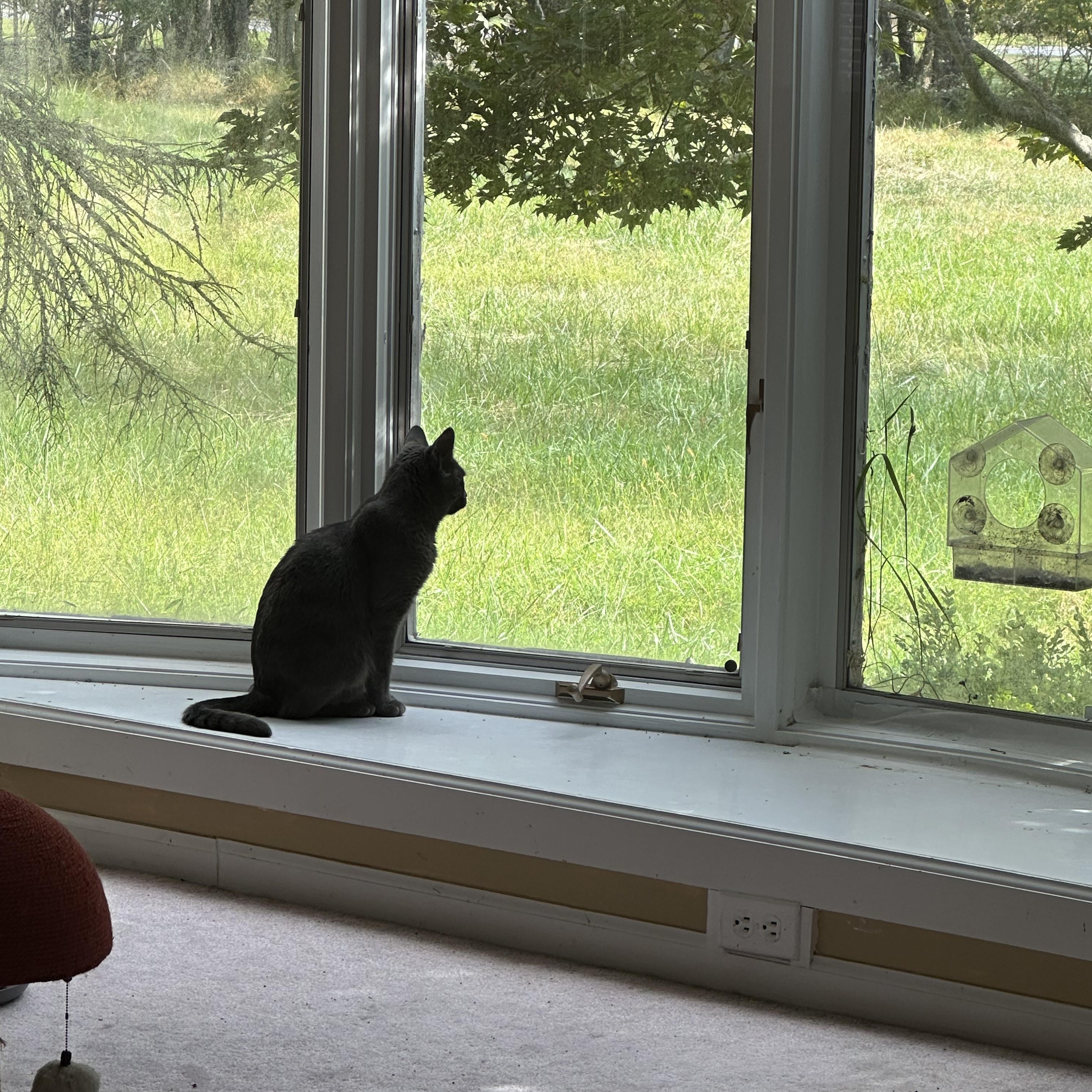 Enlarge Annabelle, a Adoptable Domestic Short Hair in East Stroudsburg, PA image 5/6