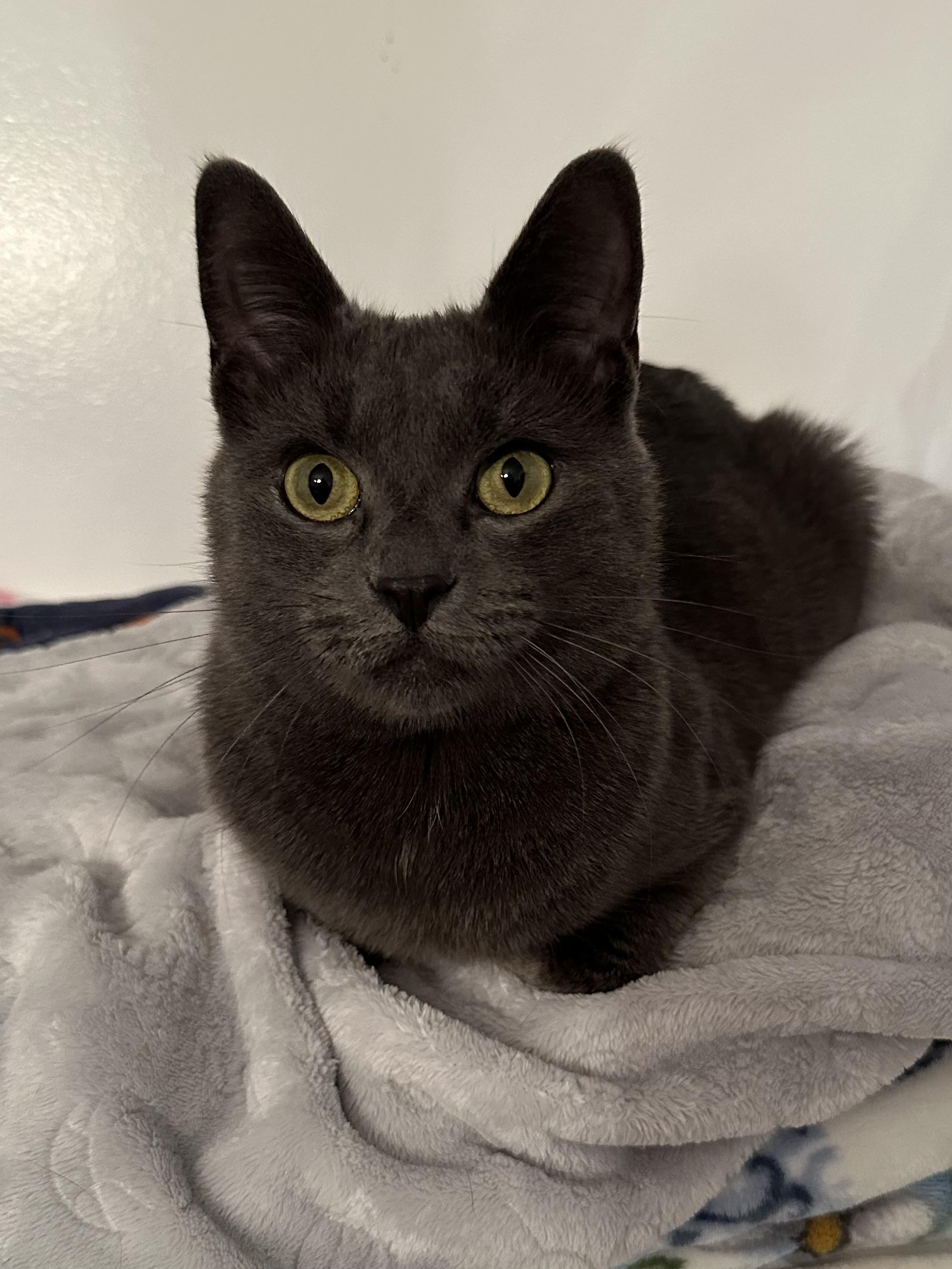 Annabelle, Adoptable, Adult Female Domestic Short Hair.