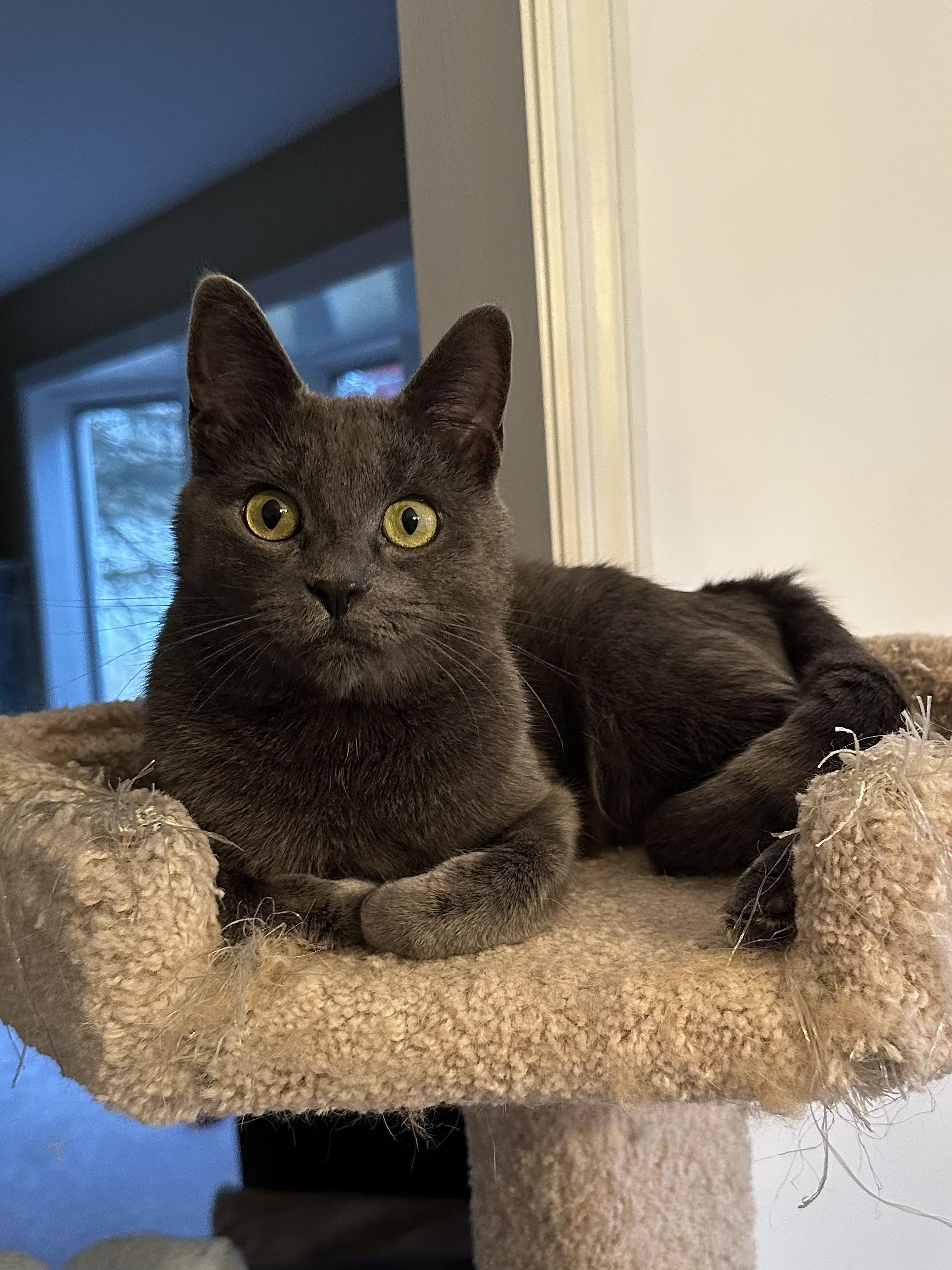 Enlarge Annabelle, a Adoptable Domestic Short Hair in East Stroudsburg, PA image 3/6