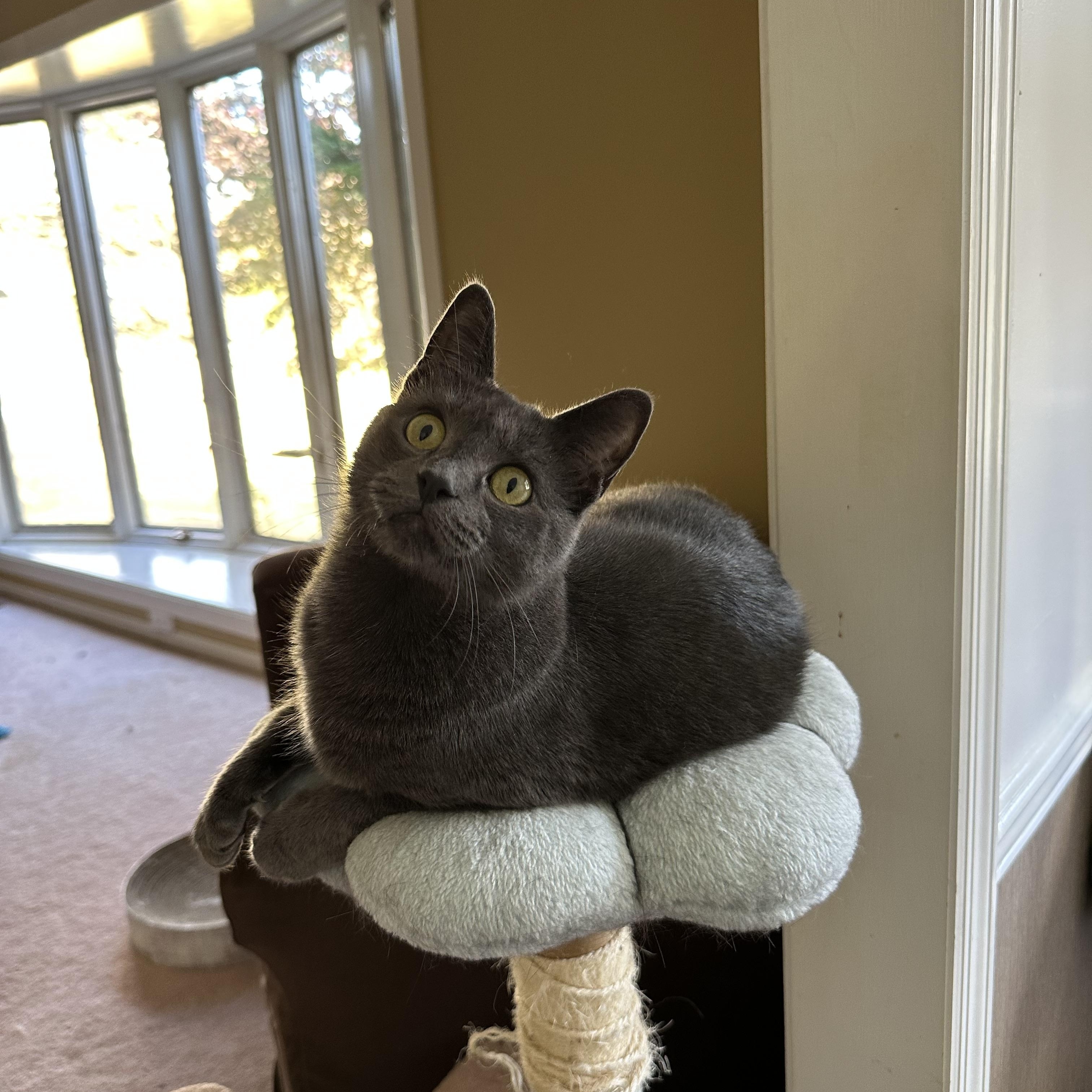 Enlarge Annabelle, a Adoptable Domestic Short Hair in East Stroudsburg, PA image 6/6