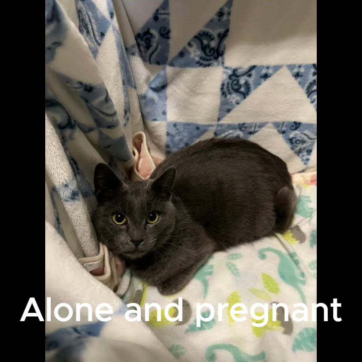 Enlarge Annabelle, a Adoptable Domestic Short Hair in East Stroudsburg, PA video 4/6