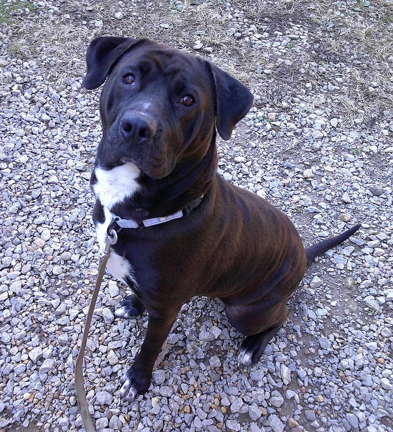 BROWNIE BOO, ADOPTABLE, Adult Female Mastiff.