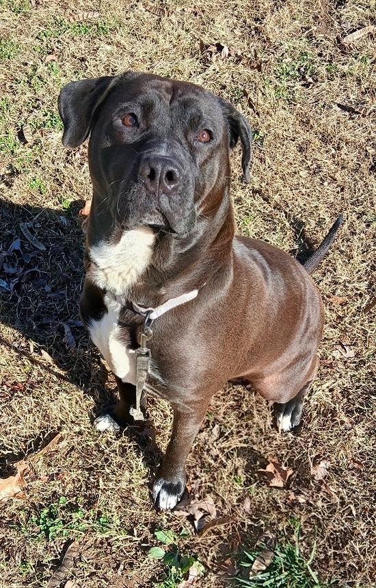 BROWNIE BOO, a ADOPTABLE Mastiff in Pegram, TN image 2/4