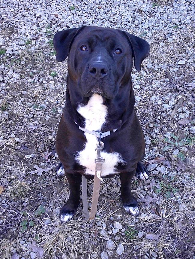 BROWNIE BOO, a ADOPTABLE Mastiff in Pegram, TN image 3/4