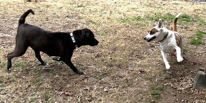 BROWNIE BOO, a ADOPTABLE Mastiff in Pegram, TN image 4/4