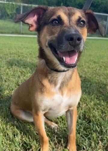 Esme, Adoptable, Puppy Female Pembroke Welsh Corgi & Beagle.