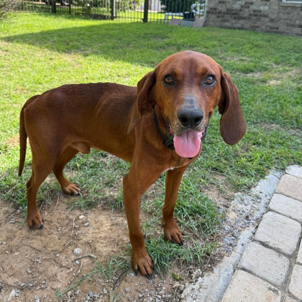 Enlarge Jake, a Adoptable Redbone Coonhound in Irvington, AL image 1/4
