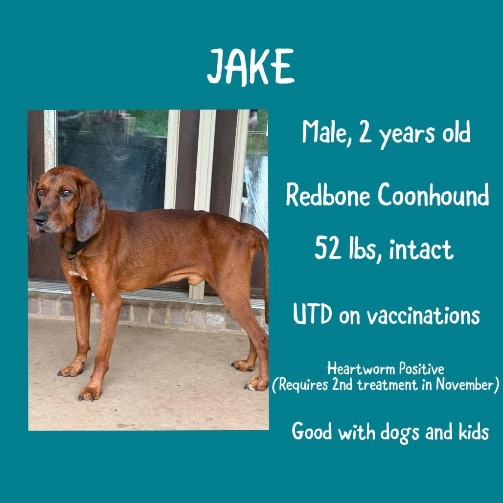 Enlarge Jake, a Adoptable Redbone Coonhound in Irvington, AL image 2/4