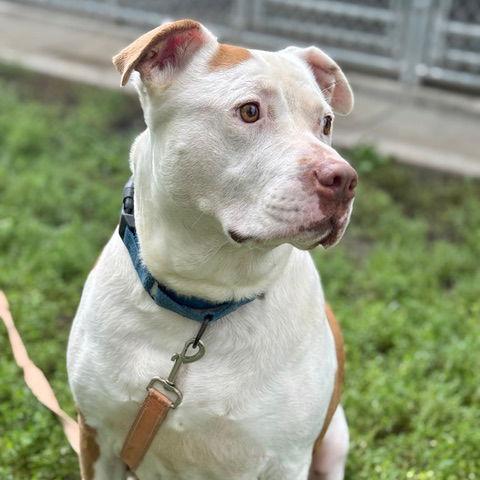 Enlarge Duke *CL*, a Adoptable American Staffordshire Terrier in Kansas City, MO image 2/4